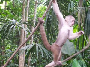 Capuchin Monkey - Swinging his way to mischief!